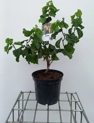 Produktbild von Corylus av. 'Medusa' - Korkenzieher-Haselnuss 40- 60 cm Container