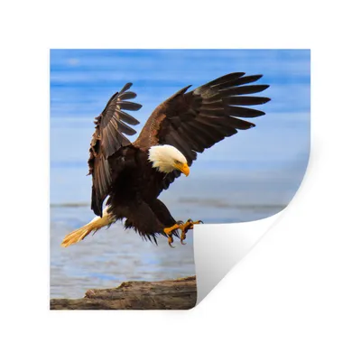 Produktbild von MuchoWow® Wandtattoo Wandsticker Wandaufkleber Vogel - Seeadler - Strand 100x100 cm Selbstklebend und Repositionierbar - Wierderverwendbar - Selbstklebend