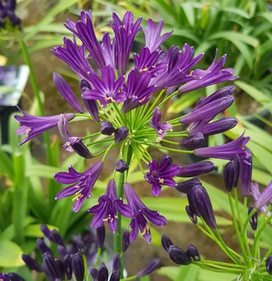 Image de Agapanthus PITCHOUNE® VIOLET 'Mill04' / Lis du Nil pourpre