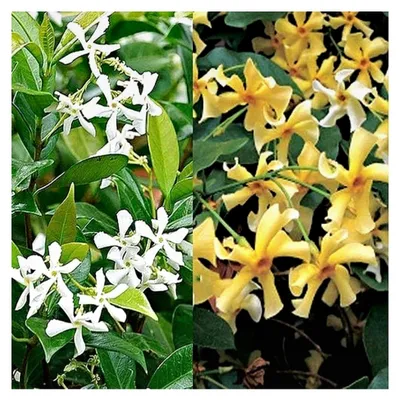 Produktbild von Sternjasmin 3er Set Gelb und Weiß - Toskanischer Sternjasmin - 3 x winterharte Kletterpflanzen - 3 x 1,5 L Topf - Jasmin - bis zu 400 cm hohe und 100 cm breite Hecke möglich - 3 zum Preis von 2