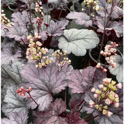 Produktbild von Heuchera 'Shanghai' - Purpurglöckchen 'Shanghai' im Topf 12 cm - 12 cm