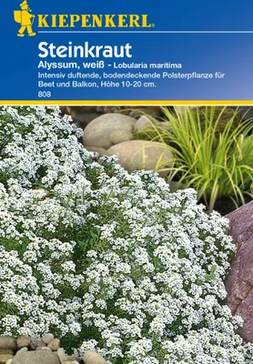Produktbild von Kiepenkerl Steinkrautsamen Alyssum, weiß