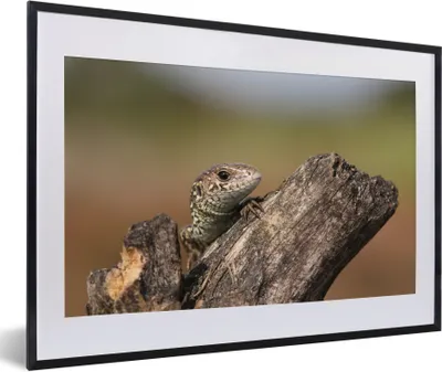 Produktbild von MuchoWow® Gerahmtes Poster Ein Eidechsenbaby 60x40 cm - Poster mit Schwarzem Bilderrahmen Wandposter Rahmen Foto Bilder - Schlafzimmer - Plakat in Rahmen - Drucken