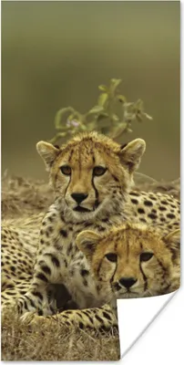 Produktbild von MuchoWow® Poster Junge Gepardenjunge 20x40 cm - Plakat - Foto