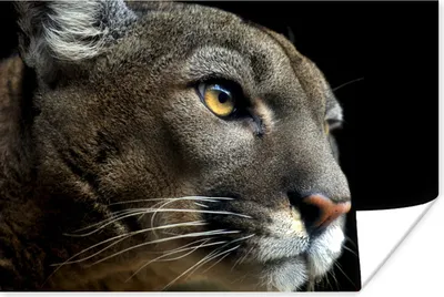 Produktbild von MuchoWow® Poster Puma - Wilde Tiere - Porträt 90x60 cm - Schlafzimmer