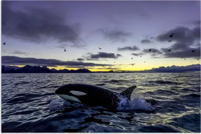 Produktbild von MuchoWow® Poster Orca bei Sonnenaufgang 60x40 cm - Schlafzimmerdekoration