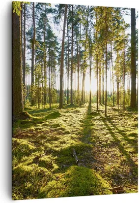 Produktbild von Bild auf Leinwand - Leinwandbild - Einteilig - Wald Baum Natur - 50x70cm - Wand Bild - Wanddeko - Wandbilder - Leinwanddruck - Kunstdruck - Wanddekoration - Leinwand bilder - Wandbild - PA50x70-3724