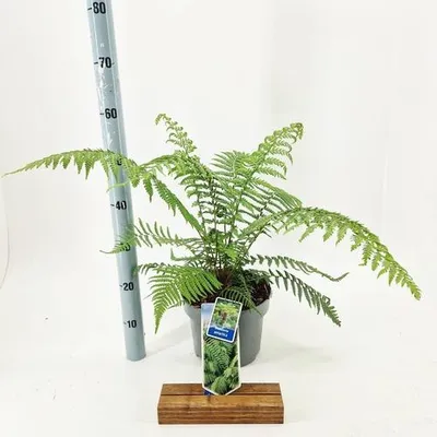 Obrázek produktu pro Dicksonia antarctica – tasmánský stromový kapradina | 30–40 cm v květináči | Mrazuvzdorná, stálezelená a exotická