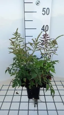 Produktbild von 6 x  Astilbe (j) 'Gladstone' - Prachtspiere - Topf 9 x 9 cm