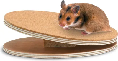 Image de Karlie Disque d'exercice Bogie Disc Jouets pour rongeurs Bois naturel diam. 25 cm