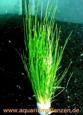Produktbild von 1 Bund Nadelsimse, Eleocharis Acricularis