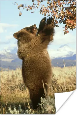 Produktbild von MuchoWow® Poster Bär - Laub - Gras 80x120 cm - Papierdruck