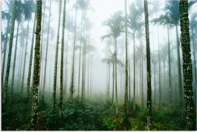Produktbild von MuchoWow® Poster Ein Wald mit Palmen und Nebel 30x20 cm - Plakate - Print