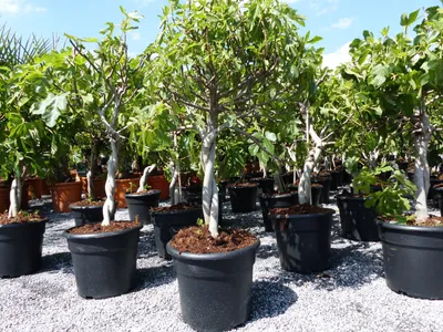 Produktbild von Feigenbaum - hell UND dunkel - in 1 Topf, Obstbaum, winterhart, Ficus Carica, Feige
