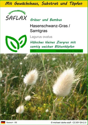 Produktbild von SAFLAX Anzucht Set - Hasenschwanz-Gras / Samtgras - Lagurus ovatus - 100 Samen - Mit Mini-Gewächshaus, Anzuchtsubstrat und 2 Töpfen