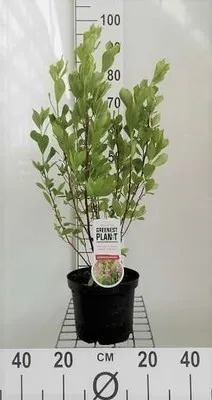 Zdjęcie produktu dla Clethra aln. 'Pink Spire' - Scheineller Pink Spire 40- 50 cm pojemnik