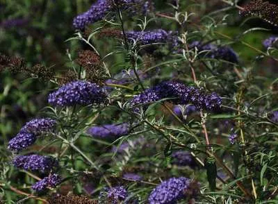 Image de Buddleja dav. 'Nanho Blue' - Arbuste à papillons Nanho Blue 60- 80 cm conteneur