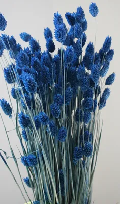 Produktbild von TROCKENBLUMEN "FEUERFUNKEN-2" - Größe: ca.70 CM Blau
