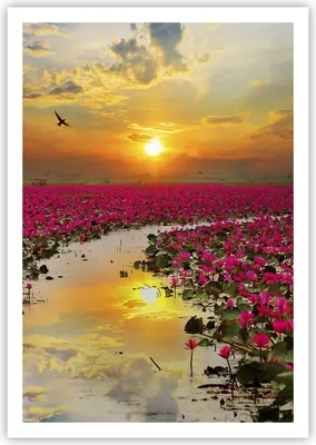 Produktbild von Poster - Poster ohne Rahmen - See Blumen - 70x100 cm - Wand Bild - Wanddeko - Wandbilder - Kunstposter - Wandposter - Bilder - Kunstdruck - Wanddekoration - Wandbild - P2XPA70x100-3769