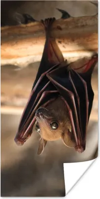 Produktbild von MuchoWow® Poster Baby - Fledermaus - Holz 75x150 cm - Dekoration für die Wände