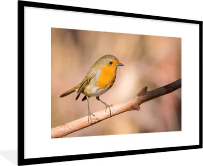 Produktbild von MuchoWow® Gerahmtes Poster Vogel - Zweig - Rotkehlchen 90x60 cm - Poster mit Schwarzem Bilderrahmen Wandposter Rahmen Foto Bilder - Wanddekoration - Fotos