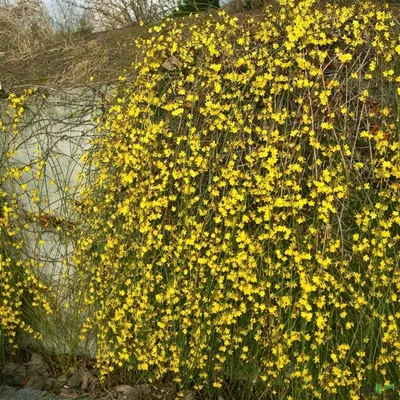 Produktbild von Jasminum nudiflorum Winterjasmin 40-60 cm Winterblüher Strauchform