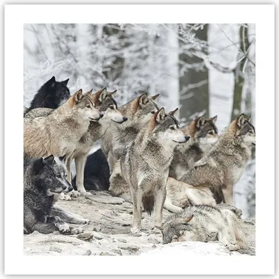 Produktbild von Poster - Poster ohne Rahmen - Rudel Wölfe Winter - 50x50 cm - Wand Bild - Wanddeko - Wandbilder - Kunstposter - Wandposter - Bilder - Kunstdruck - Wanddekoration - Wandbild - P2XAC50x50-4357