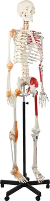 Produktbild von Skelett Anatomie Modell 175cm Muskelbemalung & Ligamenten flexible Wirbelsäule