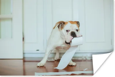 Produktbild von MuchoWow® Poster Hund spielt mit Toilettenpapier 30x20 cm - Plakate - Print