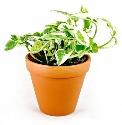 Obrázok produktu pre Gardners Epipremnum N Joy, priemer 12 cm