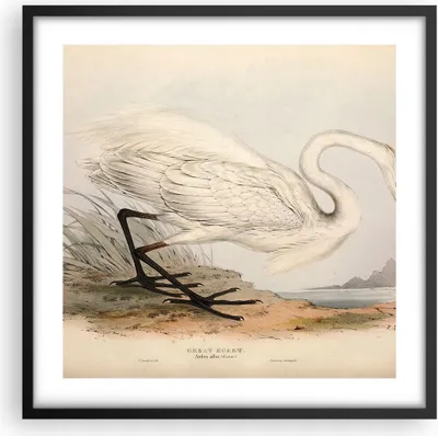 Produktbild von Gerahmtes Poster - Schwarzer Rahmen - Vogel Weiß Reiher - 50x50 cm - Wand Bild - Wanddeko - Wandbilder - Kunstposter - Wandposter - Bilderrahmen - Bilder - Kunstdruck - P2BAC50x50-4979