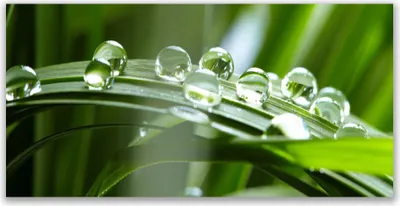 Produktbild von Küchenrückwand aus Glas 140x70cm Spritzschutz Gras Tautropfen Pflanzen