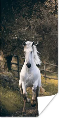 Produktbild von MuchoWow® Poster Pferd - Natur - Schlamm 20x40 cm - Plakat - Foto