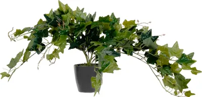 Immagine prodotto di Pianta artificiale Paperflow PALIER80 edera 80 cm