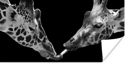 Produktbild von MuchoWow® Poster Tiere - Schwarz - Giraffe - Weiß - Porträt 40x20 cm - Poster für die Wand - Poster Schlafzimmer