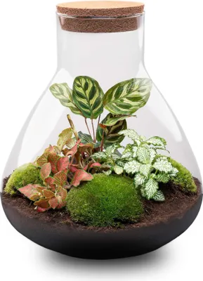 Produktbild von Flaschengarten Sam XL Rot – DIY Bausatz Terrarium – ↕35cm – Do-It-Yourself Pflanzen-Set – Autarkes Mini-Ökosystem – Inkl. Pflanzen, Erde & Zubehör – Perfekt für Wohnung & Büro