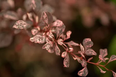 Produktbild von Berberis thunbergii 'Natasza', Rote Heckenberberitze, 20–25 cm
