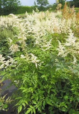 Produktbild von Prachtspiere Vision in White ® - Astilbe chinensis Vision in White ®
