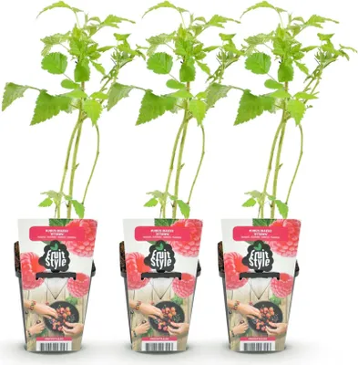 Produktbild von GreenboutiQ - Obstpflanzen - Himbeere - Rubus idaeus Ottawa - Winterhart - 3 Pflanzen - Topf 9 cm - Rote Himbeere