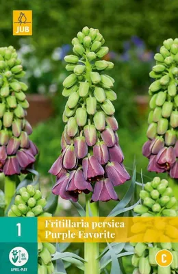 Productafbeelding van Fritillaria persica purple favorite JUB, 1 bol