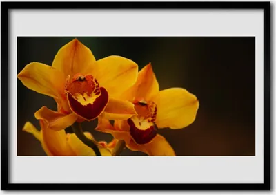Produktbild von Bild 100x70 MDF-Rahmen Wandkunst Blumen Pflanzen