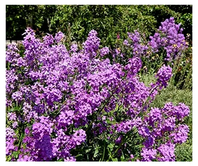 Produktbild von Nachtviole Hesperis Saatgut, Portion für ca. 200 duftende Heilpflanzen