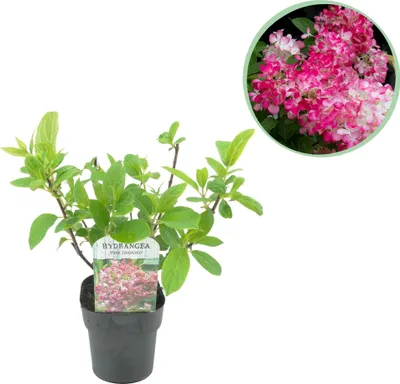 Zdjęcie produktu dla Hortensja wiechowata - Hydrangea panniculata Pink Diamond - Kwiaty biale i