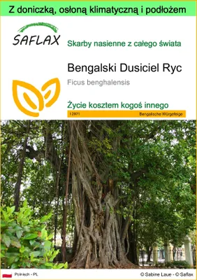 Zdjęcie produktu dla SAFLAX - Garden to go - Bengalski Dusiciel Ryc - 20 Nasiona - Z doniczką, pokrywą klimatyczną i podłożem do uprawy - Ficus benghalensis