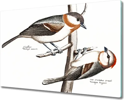 Produktbild von Coloray Schneidebrett Herdabdeckplatte 80x52 cm Kochplattenabdeckung Küchenbrett Hackbrett - Tiere Vögel