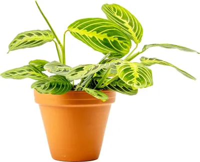 Obrázok produktu pre Gardners Marantha leuconeura Lemon Lime Green, priemer 12 cm
