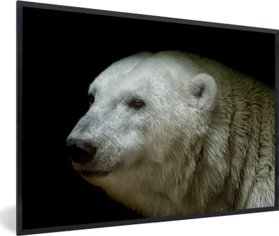 Produktbild von MuchoWow® MuchoWow® Gerahmtes Poster Nahaufnahme Eisbär 90x60 cm - Poster mit zchwarzem Bilderrahmen - Fotorahmen - Foto-Plakat