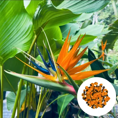 Obrázok produktu pre Exotické semená - balenie 10 ks - Dlho kvitnúca - Strelitzia Reginae - Strelícia kráľovská (Rajský vták)