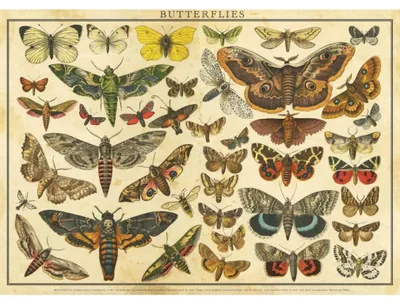 Zdjęcie produktu dla INTERDRUK Puzzle Vintage Nature: Motli 2000 elementów