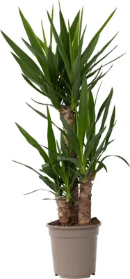 Zdjęcie produktu dla Juka - Yucca elephantipes - Wysokość 70–80 cm - ⌀21cm